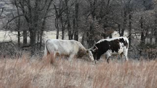 Longhorns Battling for Territory