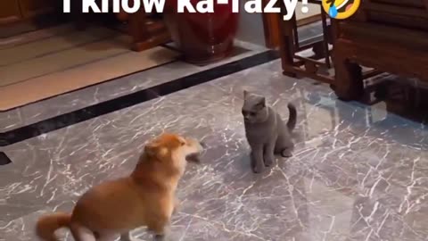 Crazy dog fights cat