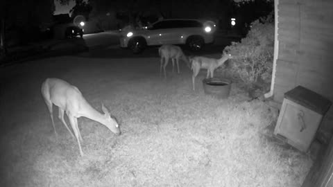 Whitetail deer in my Cypress (Houston) neighborhood 8/9/23 am