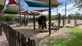 AFRICANS ELEPHANTS ZOO HOUSTON TEXAS USA