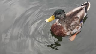 Friendly Wild Ducks