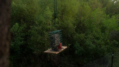 male cardinal on the feeder