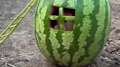 The little bunny hidden inside the watermelon.