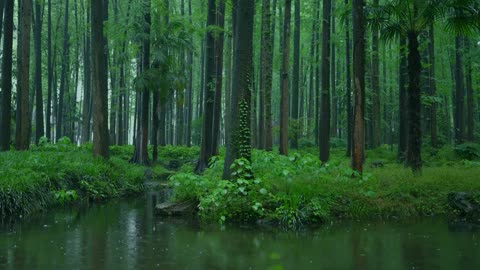 The beautiful forest is raining, sleep, relax, meditate, study, work, ASMR