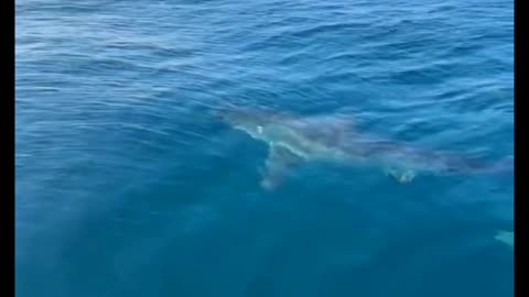 Great white shark encounter off of Anna Maria island