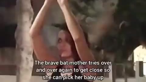 Nora Reunites Fallen Baby Bat With Mama Bat