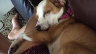 Brown dog on sofa licking owners leg