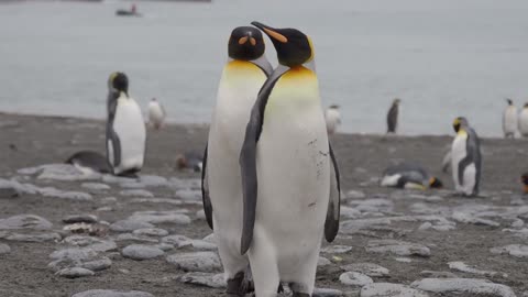 King Penguins courtship and mating
