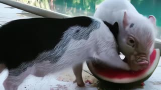 Two lovely pig eats watermelon