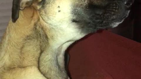 Dog watches video of dogs howling, joins in