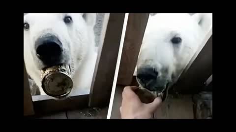 Starving Polar Bear 'Begs Humans For Help' In Incredible Footage