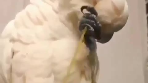 A parrot cleans itself