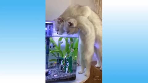 Cats Like to Eat Fish