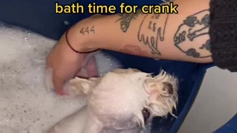 bath time for frank