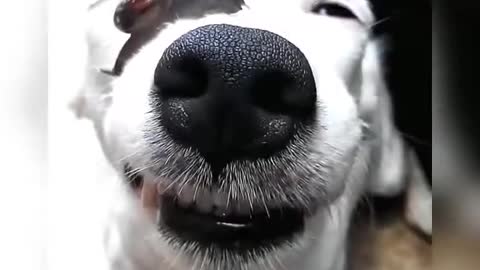 Dog's reaction to a snail