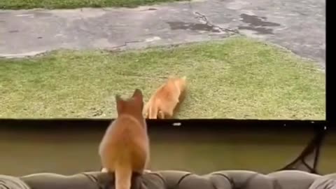 #Funny#funny😃cat#funny dog #funny video