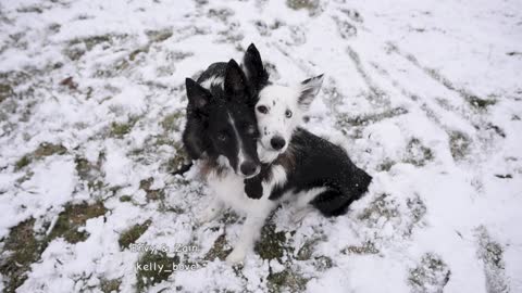 Dogs flawlessly pose for winter photo op