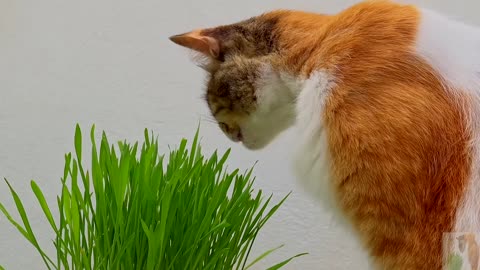 A cat eating grass