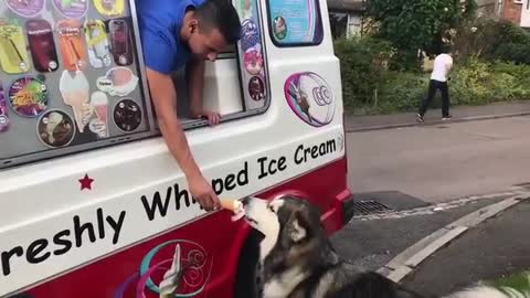Alaskan Malamute waits for ice cream truck every single day