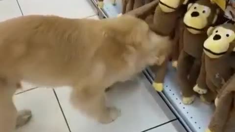 Golden Retriever Puppy Picks Out A New Toy At The Pet Store