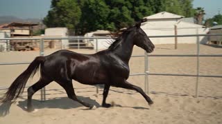 horse speed black