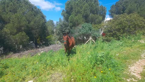 Cat and Horse