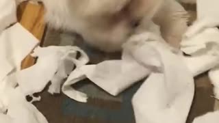 Maltese puppy makes massive toilet paper mess