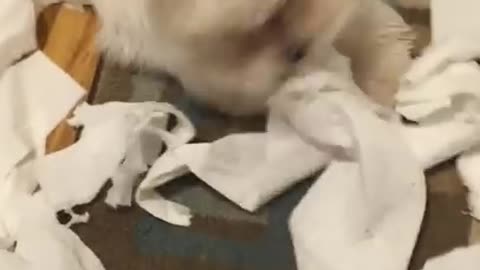 Maltese puppy makes massive toilet paper mess