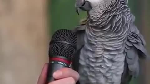 Most Intelligent Parrot in the World!!!!(Shocking video)