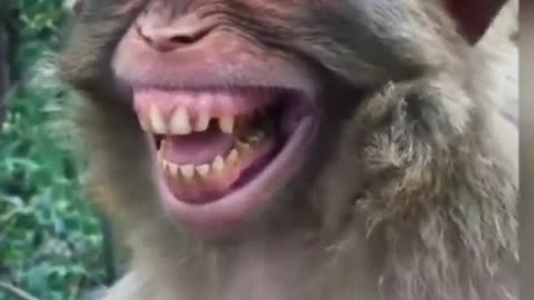 Funny video monkey