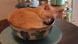 Cat Sleeping In A Bowl On Kitchen Table