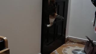 An A-Door-Able Cat
