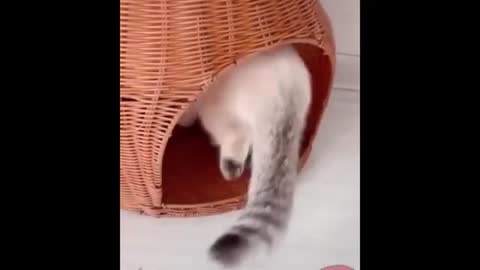 Baby Cats Video - Cute Cats 2021 - Compilation