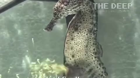 Male Seahorse Giving Birth