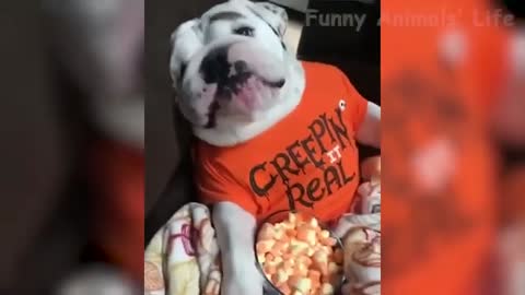🤣 Funniest 🐶 Dogs and 😻 Cats Awesome Funny Pet Animals Life Videos