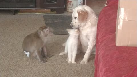 Monkey jealous of dog & cat's loving friendship