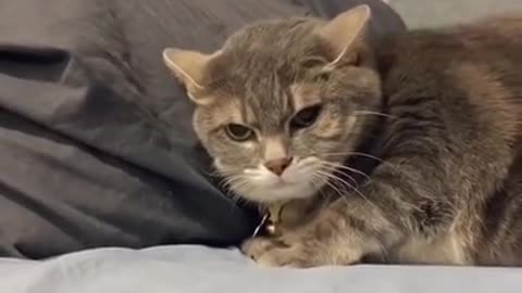 Best Funny Cat Videos 😹 Cute Cats Moments
