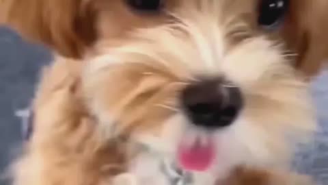 cute dog funny reaction #pets #dog #cutedog #funnyanimals