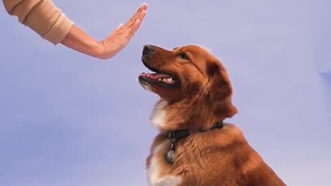 Funniest and Cutest Dog Training Tricks New