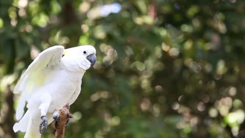 funny parrot