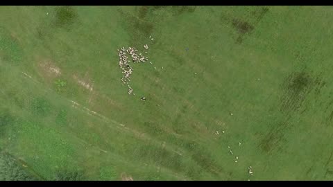 Aerial footage of a flock of sheep in a village