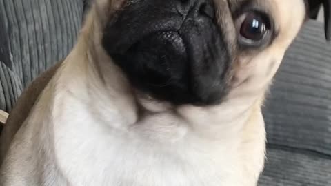 Pug gets excited over talk of food