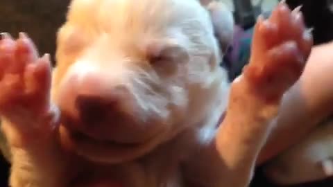 Newborn puppy yawning is cutest thing ever