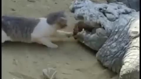 Cat Snatches Food From Crocodile's Mouth #shorts #shortsvideo #video #viral