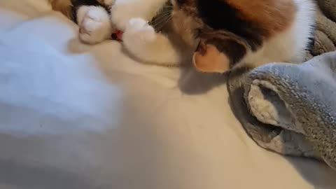 Nirvana the cat plays with mouse in bed