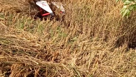 Paddy Cutting New Technology Latest Harvesting Technique