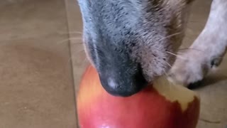 Blue Heeler gets a noisy snack