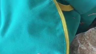 Dog inside teal backpack