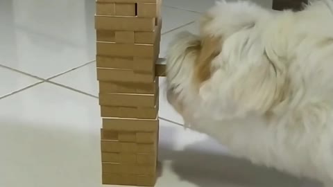 Jenga Lhasa dog