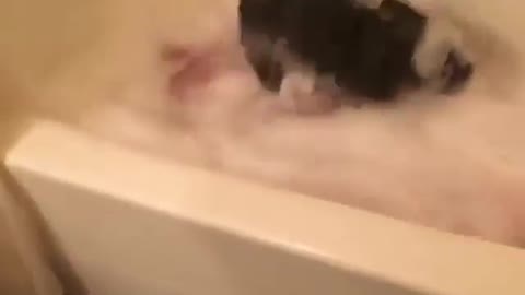 Dog in the bathtub